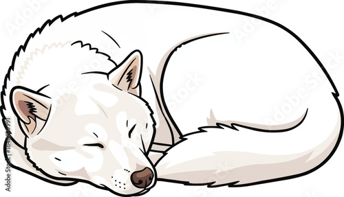 Kishu Ken dog curled up cute sleeping pose
