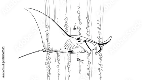 Marine life adventure with giant manta ray and divers in underwater world