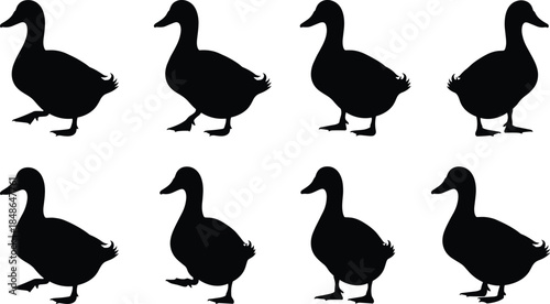 Duck silhouettes collection showing walking poses, farm animal wildlife concept, black vector illustration set isolated on white background
