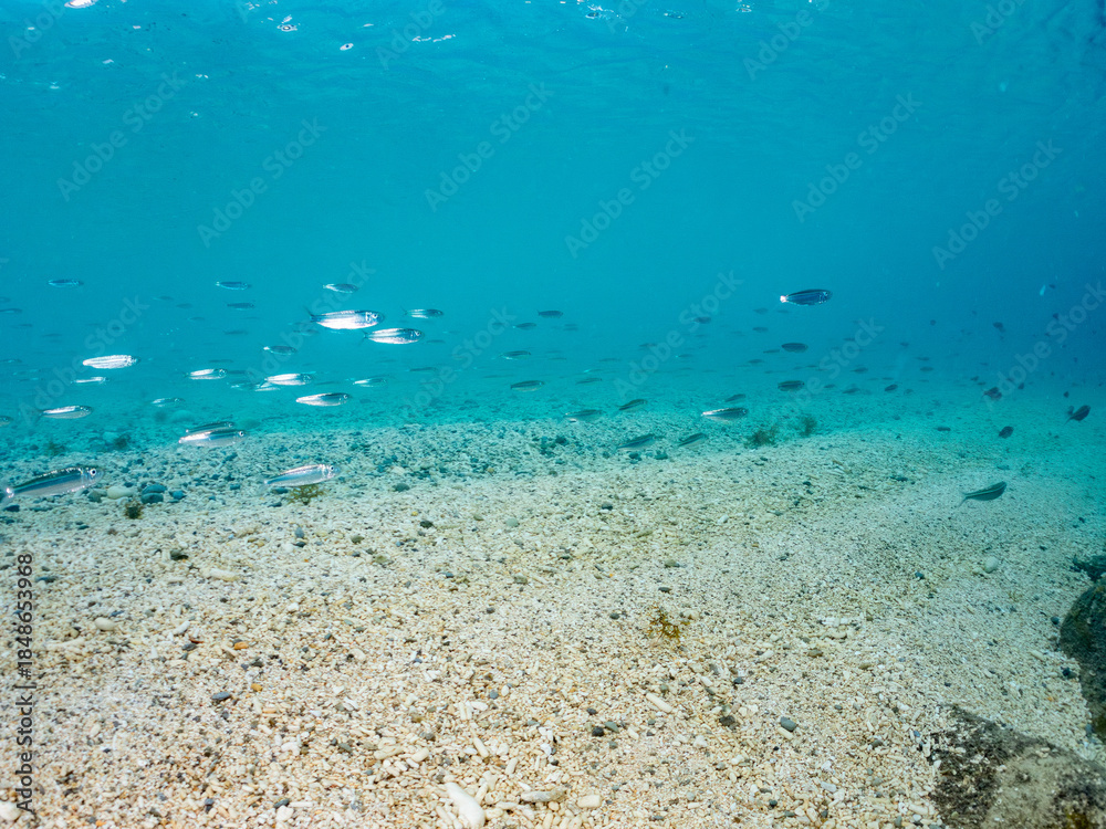 Fototapeta premium ミズン, ミジュン, Bluestripe herring, Herklotsichthys quadrimaculatus, ニシン科, 阿嘉島阿嘉ビーチ（真謝浜） 沖縄県島尻郡慶良間諸島-2025 沖縄本島から40km西方にある諸島。 大小30以上の島々からなる島嶼群は全体が国立公園に指定されている。 珊瑚礁の海、白い砂浜、緑の山地は世界屈指の美しさ。 多くの貴重な動植物が生息している。 