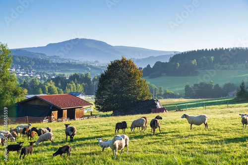 Small herd of sheep resting and grazing in a peaceful green meadow.