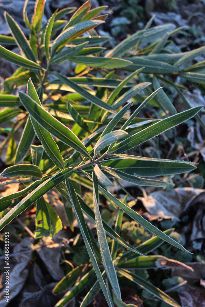 Obraz premium Oleander bush with leaves and branches covered by frost on a cold winter day. Nerium oleander 