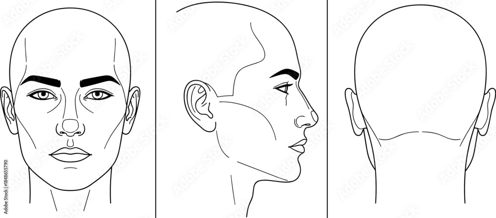 Naklejka premium Detailed black and white vector outline illustration showing the front, profile, and rear views of a human head and face, suitable for cosmetic or anatomical diagrams