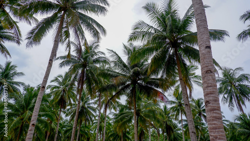 Low angle view of tall coconut palm trees reaching toward the sky, highlighting height, symmetry, and tropical atmosphere.