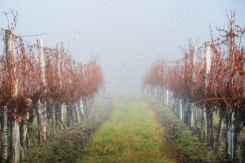 Bare vineyard field in winter Burgenland Austria