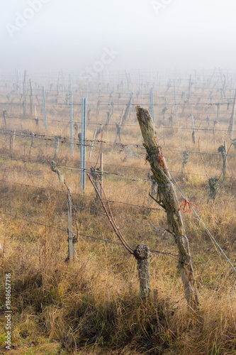 Bare vineyard field in winter Burgenland Austria
