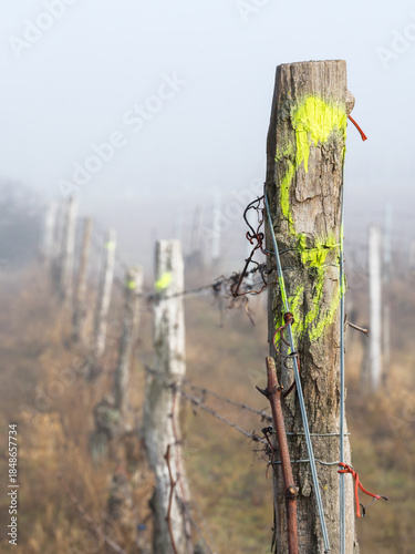 vine ripes at a vineyard with fog and rain in Burgenland