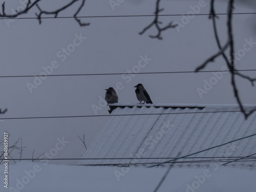 Two hooded crows on snow covered roof
