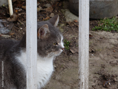Grey and white cat looking through fence bars