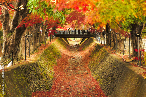 Maple corridor and wooden bridge. The tunnel of autumn leaves trees at Momiji Kairo, Kawaguchiko lake