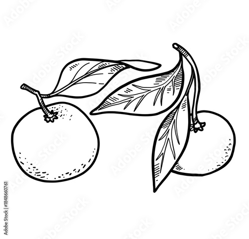 Ripe tangerines with peels linear drawing on white background