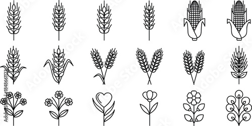 Wheat, corn, and floral botanical outline vector set featuring agricultural crops and decorative plant elements isolated on white background for farming and nature design