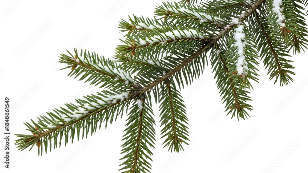 Naklejka premium Snowy Pine Tree Branch with Green Needles isolated on a transparent background