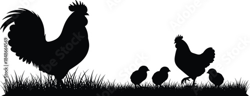 Black Silhouette of a Rooster Hen and Small Baby Chicks in a Grassy Meadow Field for Poultry Farming and Agriculture