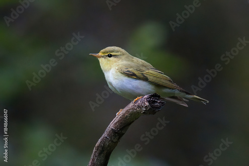 a close up portrait of a wood warbler, Phylloscopus sibilatrix, as it is perched on the end of a branch. A dark natural out of focus background provides space for text