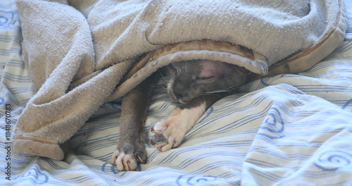 A gray Peterbald cat is sleeping on a sheet covered with a blanket