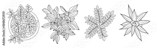 Stylized houseplant leaves and flowers top view. Minimal black and white botanical line art  drawn with clean outlines isolated on transparent background.