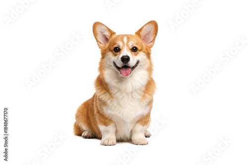 Cute Pembroke Welsh Corgi dog sitting and smiling, full body view isolated on white background. Adorable short-legged companion pet with fluffy fur, happy expression, friendly personality, transparent
