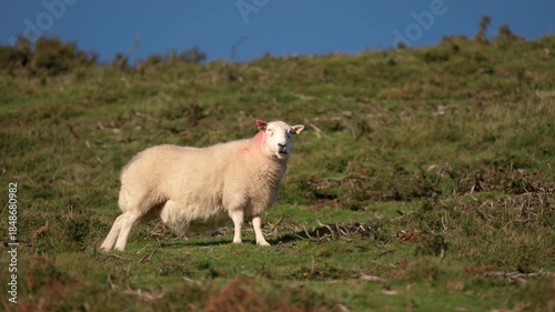 A pregnant sheep in the English countryside