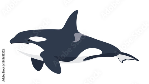 dolphin isolated on white background