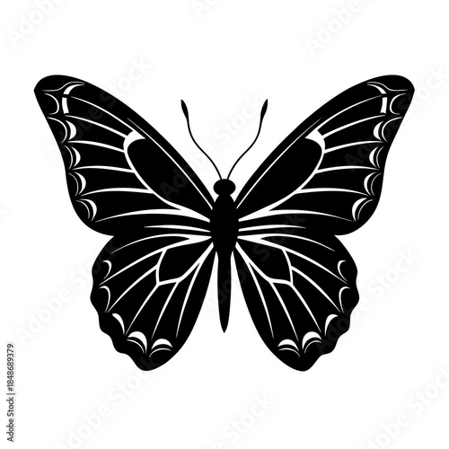 Butterfly vector illustration