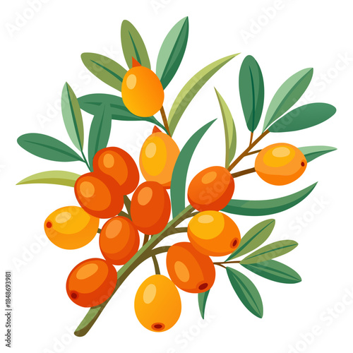 Sea Buckthorn Berries Branch with Green Leaves Vector Illustration