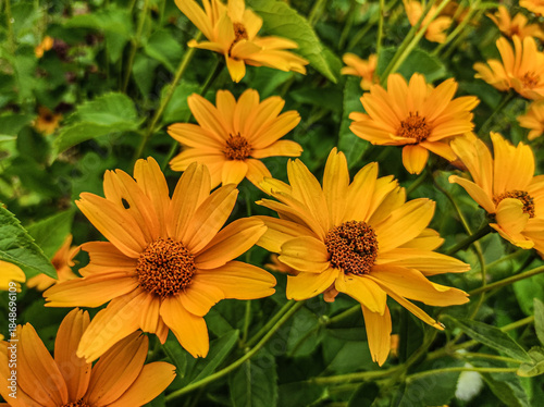 yellow chrysanthemum flowers