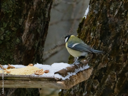 Great Tit bird on a snowy wooden feeder in winter forest