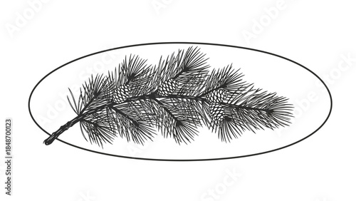Elegant monochrome sketch of a pine branch with detailed needle textures within an oval outline