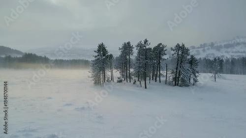 Wallpaper Mural Appearing mist moving across snowy plain, camera panning right bringing pines and branch into frame Torontodigital.ca