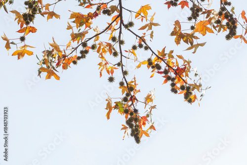 Bunt verfärbtes Herbstlaub an einem Ahornbaum, Deutschland