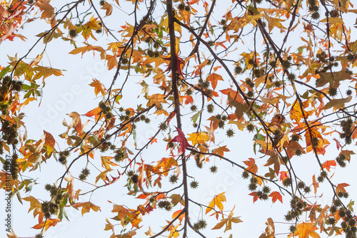 Bunt verfärbtes Herbstlaub an einem Ahornbaum, Deutschland