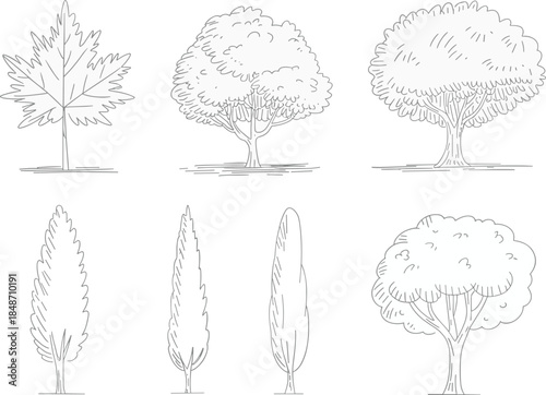 Tree collection, botanical sketch, forest elements, nature outline, foliage types, landscape design, tree shapes, conifer trees, deciduous trees, flat vector illustration