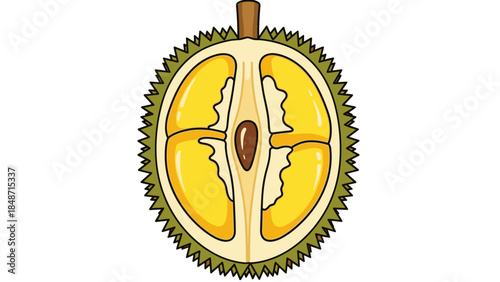 Durian Fruit Cut Open Showing Segments.