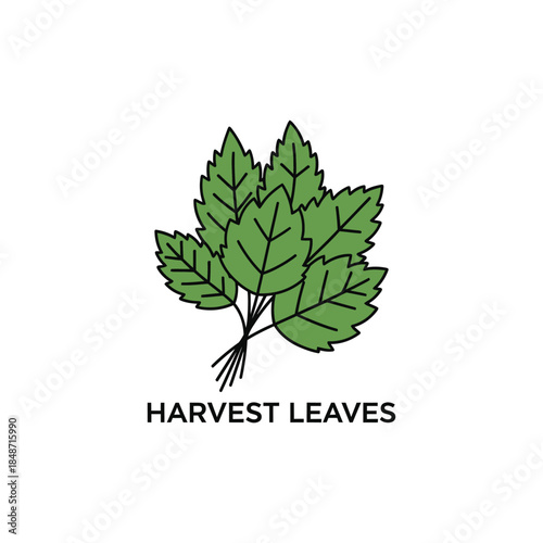 A delightful bundle of fresh green harvest leaves ready for culinary use or decorative purposes