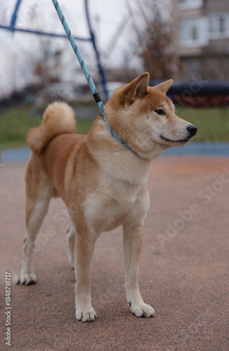 Shiba Inu Male Dog on the street