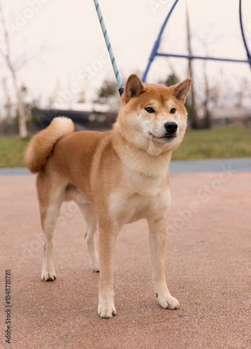 Shiba Inu Male Dog on the street