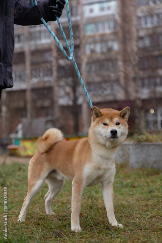 Shiba Inu Male Dog on the street