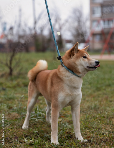 Shiba Inu Male Dog on the street