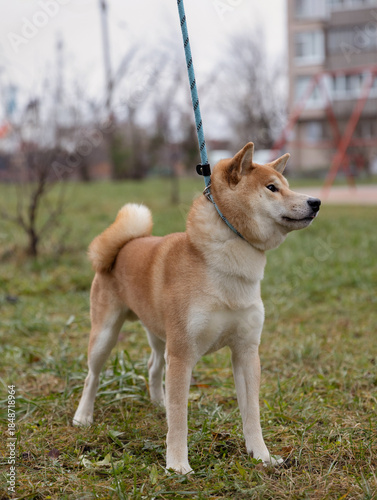 Shiba Inu Male Dog on the street