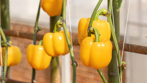 Yellow bell peppers in the vegetable garden.
