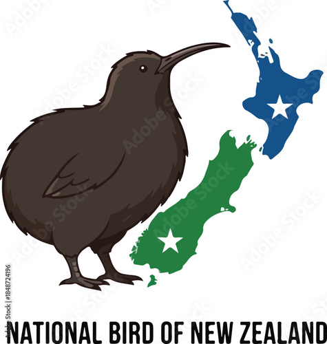 Detailed Illustration of a Kiwi Bird the National Bird of New Zealand.