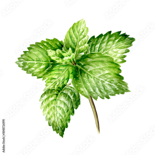 Cuadro en lienzo Fresh mint plant with green leaves  Hand painted watercolor illustration, isolat