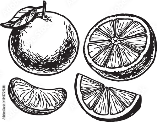 Ink hand drawn orange silhouette vector illustration. Orange tangerine or clementine and cut in half, segments and slices