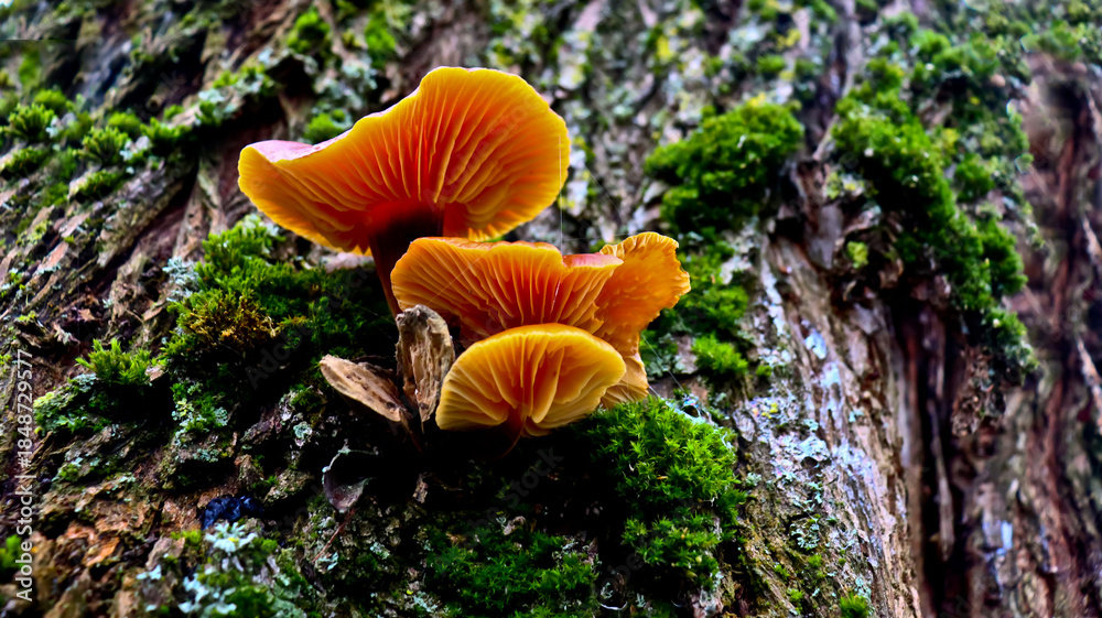 Fototapeta premium Flammulina velutipes, enokitake mushroom. Edible Enokitake mushroom on a mossy tree trunk. Flammulina velutipes in natural environment Winter honey fungus or Flammulina velvetleaf, autumn-winter mushr