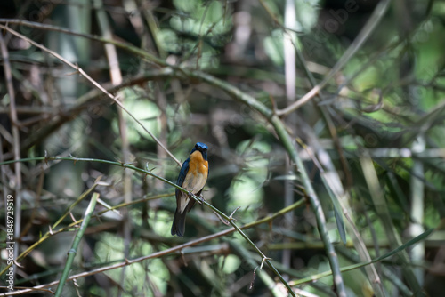 Vibrant Male Tickell's blue flycatcher perch in a lush green tropical forest. The background is well blurred with bokeh and tree branches.