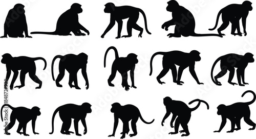 Monkey silhouette set, various poses and stances, primate motion icons, black vector, isolated, stock illustration, animal behavior