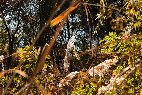 autumn leaves in the forest