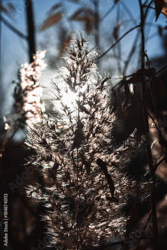 the sun in the forest of plants