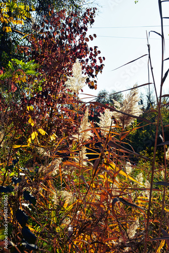 autumn leaves in the forest